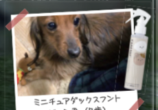 愛犬 John 君 (迷你臘腸犬 7歲)